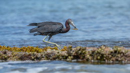 Little Blue Heron / ***