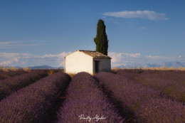 Provence / ***