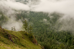 Nebel nach dem regen / ***