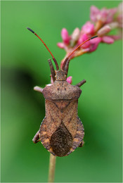 Coreus marginatus / ***