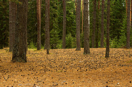 in den herbstlichen Wald / ***