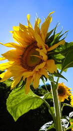 Sunflower / ***