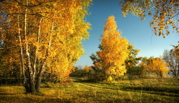 Goldener Herbst / ***