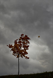 Herbstwind / ***