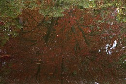 Once upon an autumn... / ***