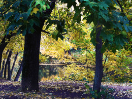 Herbst im Park / ***