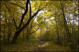 in den herbstlichen Wald / ***