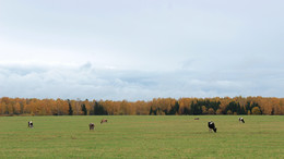 Autumn Pastoral / ---