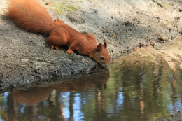 In forest stream / Squirell in stream in forest