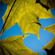 Green &amp; Blue / ***