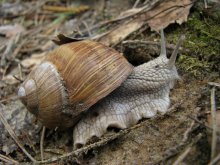 Schnecke / ---