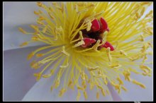 Blume / ***