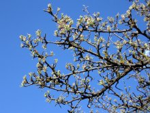 Der Frühling kommt ... / .....