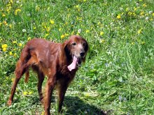 Hund / ...