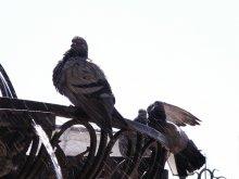 Brunnen und Tauben / ***