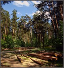 Kiefernwald mittags / ***