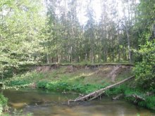 Weißrussischen Wald / ***