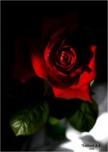 Rose / ***
