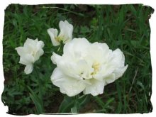White Flower / ____