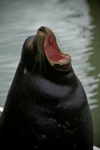 Sea Lion - klingt gut! / ***