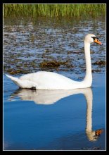Schwan / ***