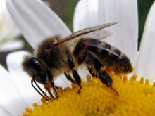 Bee / ***