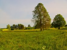 Sommerlandschaft. / //////