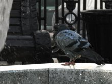 Urban Vogel Taube / ***