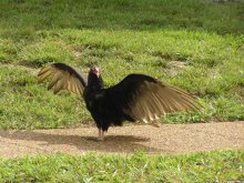 Gute Gans / ***