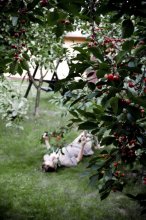 Kirsche podglyadyvalki / ***