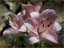 Lilien / ***