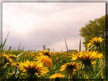 Dandelions! / ***