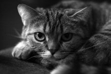 Katze bw / ***