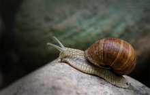 Schnecke am Hang / ***