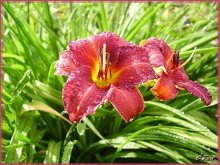 Nach dem Regen / ***