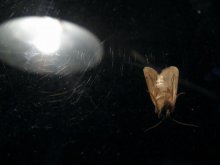 Beigeschmack eines UFO / ***