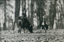 Hund und der Hund / ***