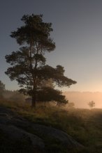 Morning Kiefer aus dem solaren Nebel .... / ***