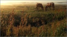 Grass-Gras, das den Willen volyushka ist ... / ***