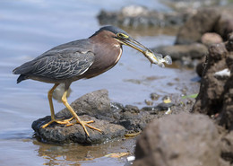 Green heron / ***