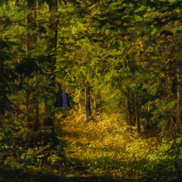 Herbst im Wald / Osen' v lesu