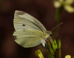 Kohlkopfschmetterling / ***