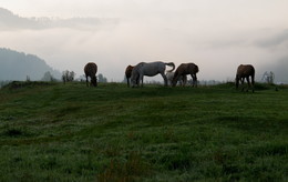 Durch grasen auf der Wiese ... / [img]http://s010.radikal.ru/i313/1710/37/9c7c8e497267.jpg[/img]
[img]http://s018.radikal.ru/i517/1710/e9/c600c10c0111.jpg[/img]
[img]http://s019.radikal.ru/i612/1710/3f/c5097460d124.jpg[/img]
[img]http://s011.radikal.ru/i317/1710/50/df42003fa9ed.jpg[/img]
[img]http://s018.radikal.ru/i515/1710/25/674fe278c223.jpg[/img]
