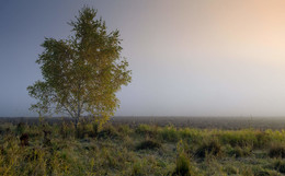 In dem Feld stand eine Birke / ***