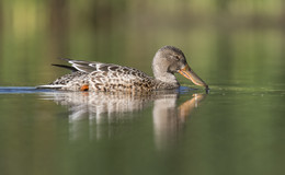 Northern shoveler / ***