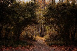 Herbst im Park Sokolniki. / ***