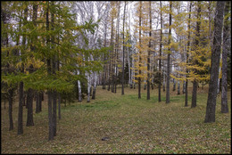 in den herbstlichen Wald / ***