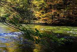 Herbstliche Bode / Die Bode ist ein kleines Flüsschen im Nationalpark Harz. Diese Aufnahme entstand im herbstlichen Bodetal.