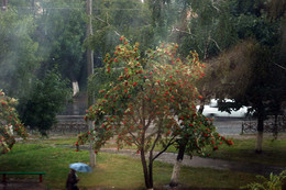 Rowan Baum vor dem Fenster / ***