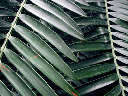Leaves / ***